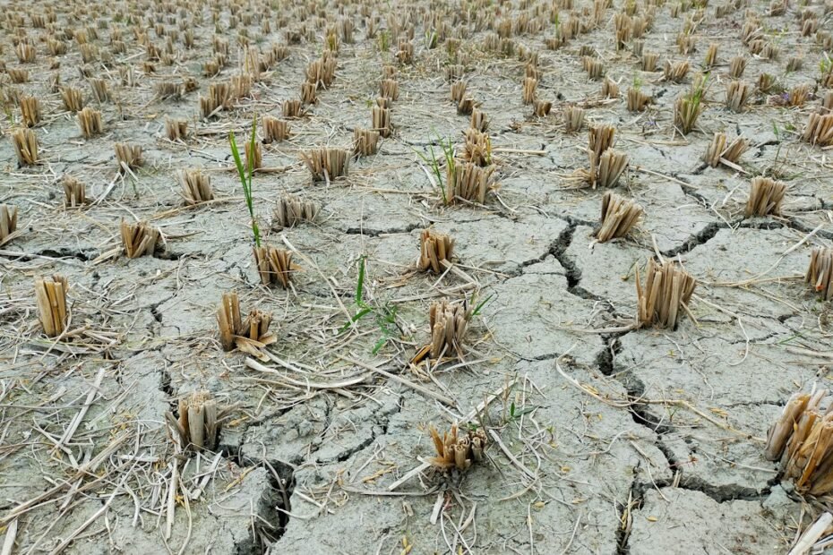 Campo agrícola seco y plantas afectadas por la falta de agua.