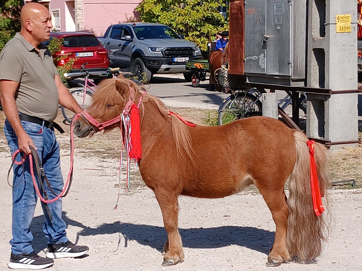 Un poni con cintas rojas durante la vendimia de Alsónémedi